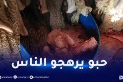 حجز قرابة “طن” من أحشاء الأبقار الفاسدة الموجهة للتسويق