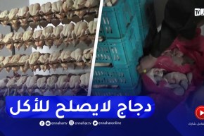 بومرداس : الدرك الوطنى مداهمة مستودعات غير مرخصة لذبـ.ـح الدجاج وتخزينه