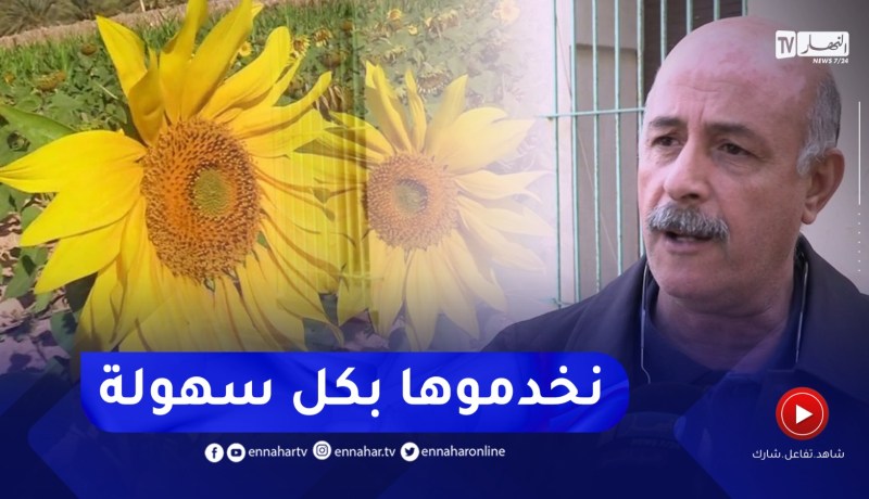 نحو خوض تجربة زراعة دوار الشمس.. هذه التحفيزات