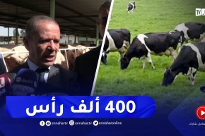 وزير الفلاحة : يلزمنا 400ألف بقرة لتحقيق الاكتفاء في شعبة الحليب وسنسعى لتطويرها