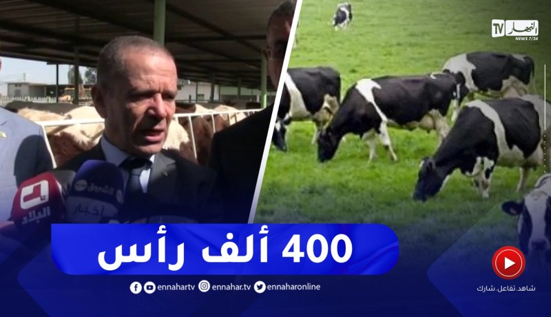 وزير الفلاحة : يلزمنا 400ألف بقرة لتحقيق الاكتفاء في شعبة الحليب وسنسعى لتطويرها