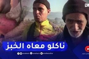 قالمة: جني البطاطا غير الموسمية.. فرصة الكثيرين لكسب رزقهم