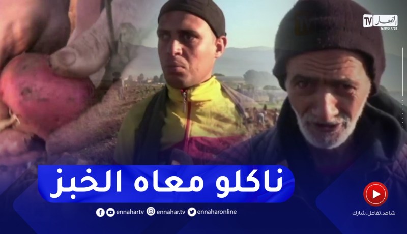 قالمة: جني البطاطا غير الموسمية.. فرصة الكثيرين لكسب رزقهم