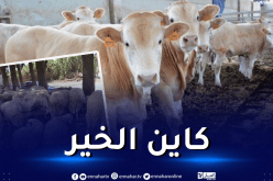 تحسبا لرمضان.. إستيراد 10 آلاف رأس من العجول الحية وتوفير 3500 رأس غنم