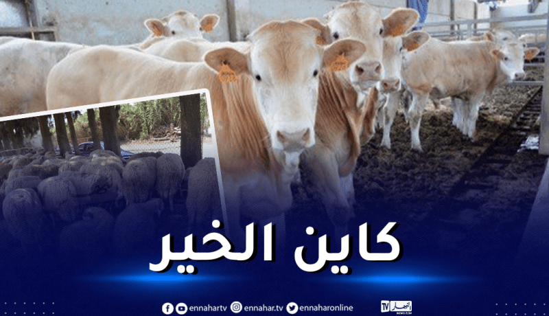 تحسبا لرمضان.. إستيراد 10 آلاف رأس من العجول الحية وتوفير 3500 رأس غنم