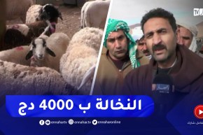 النعامة : قناة النهار ترصد انشغالات الموالين بسوق المشرية للمواشي