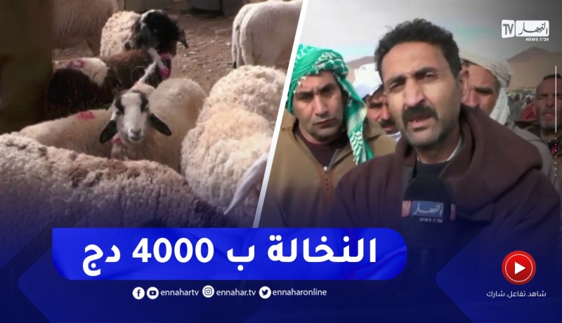 النعامة : قناة النهار ترصد انشغالات الموالين بسوق المشرية للمواشي