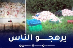 بجاية: الدرك يضع حدا لنشاط مذبح سري ويحجز 20 قنطار من الدجاج الفاسد