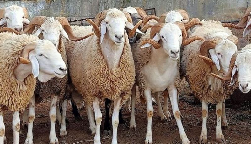 فدرالية الموالين.. سلالة أولاد جلال في طريقها للانقراض