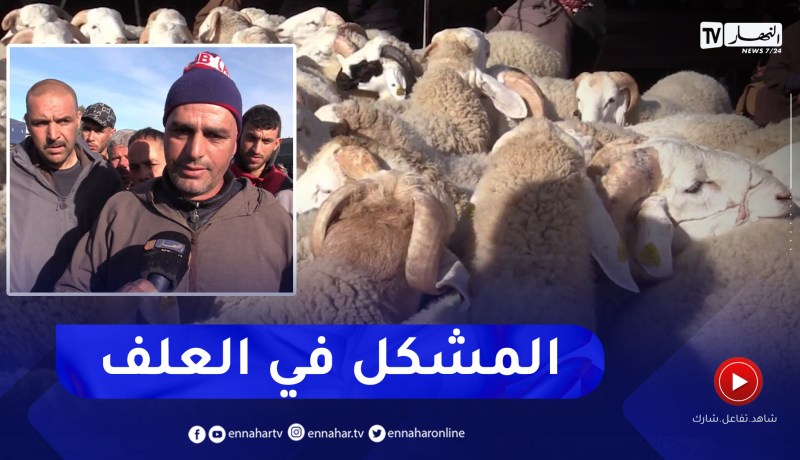 البويرة: هذه وضعية سوق المواشي عشية شهر رمضان والموالين يناشدون