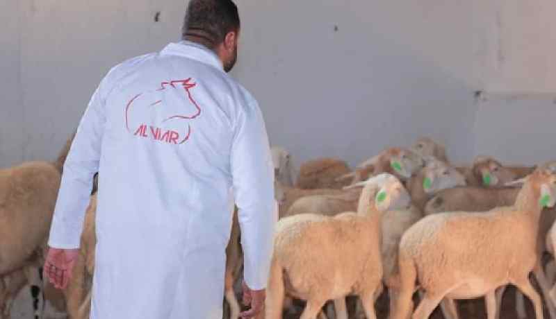 بياطرة جزائريين لمراقبة اللحوم المستوردة والذبح.. قائمة إسمية للجزّارين البائعين