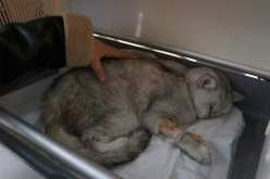 تركيا.. إنقاذ قطة من تحت الأنقاض بعد 49 يوماً على الزلزال