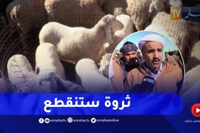 تيارت / ذبـ.ـح أنثى الماشية.. بين مرحب ورافض حفاظا على تكاثر الثروة الحيوانية