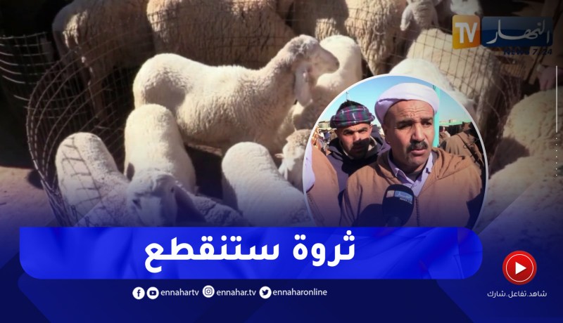 تيارت / ذبـ.ـح أنثى الماشية.. بين مرحب ورافض حفاظا على تكاثر الثروة الحيوانية