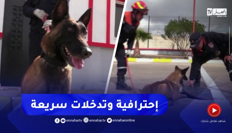 تيارت / الفرقة السينوتقنية للكلاب المدربة .. إحترافية وتدخلات سريعة في الكوارث