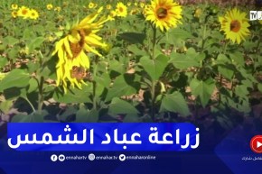 بمردود 60 لترا من الزيت في القنطار.. زراعة دوار الشمس تنطلق هذا الشهر