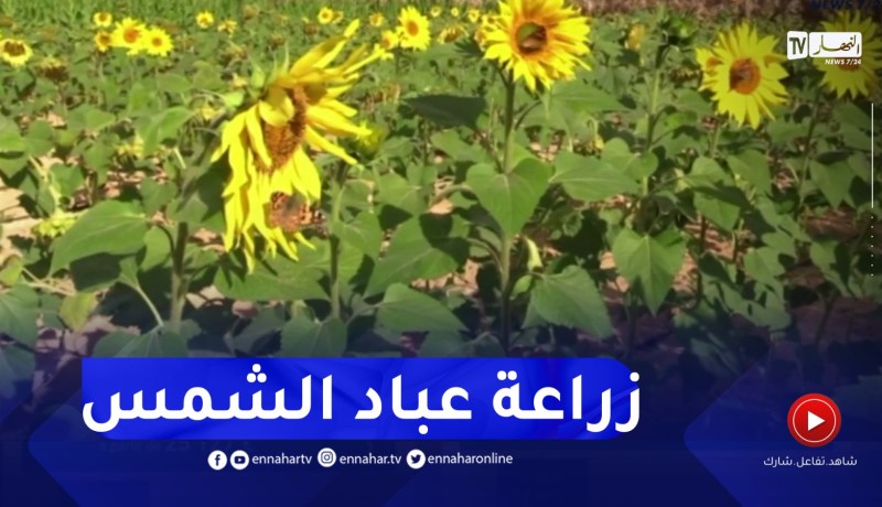 بمردود 60 لترا من الزيت في القنطار.. زراعة دوار الشمس تنطلق هذا الشهر