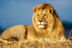 لأول مرة منذ بدء الوباء.. نفوق حيوانات بفيروس كورونا