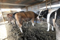 إكتشاف إصابة بـ”جنون البقر” في البرازيل ودول تعلّق إستيراد اللحوم منها