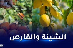 هذا سبب ارتفاع أسعار “البرتقال” و”القارص”