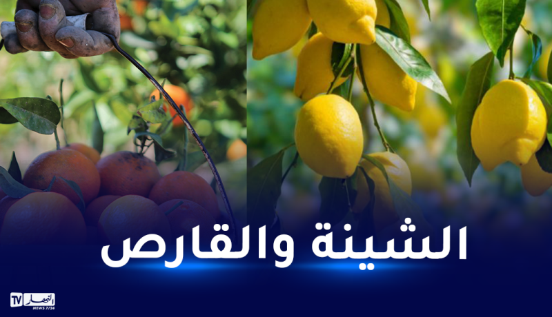 هذا سبب ارتفاع أسعار “البرتقال” و”القارص”