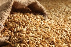 من بينهم موالون سماسرة وأطباء بيطريين.. الإطاحة بشبكة مختصة في المضاربة بالشعير العلفي
