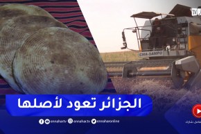القمح الصلب..بوابة الإكتفاء الذاتي وتحقيق الأمن الغذائي