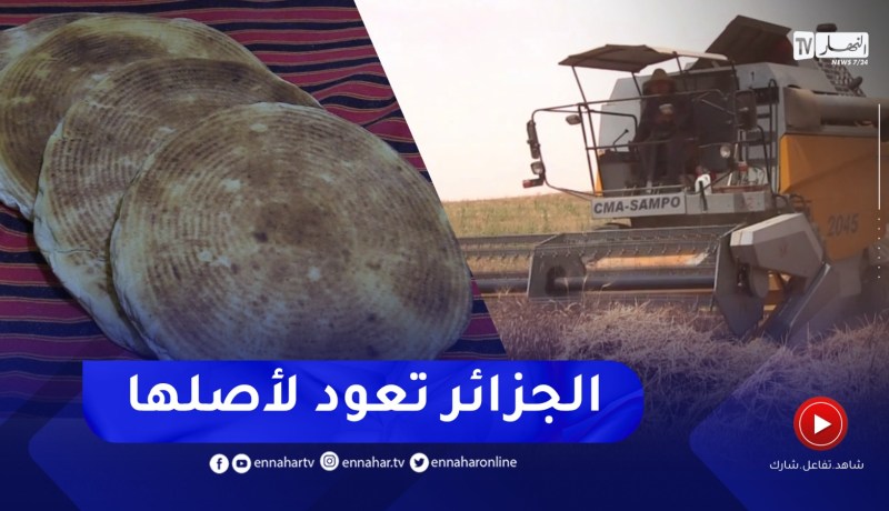 القمح الصلب..بوابة الإكتفاء الذاتي وتحقيق الأمن الغذائي