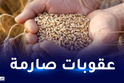 وزارة الفلاحة.. تغذية الحيوانات بالقمح ممنوع
