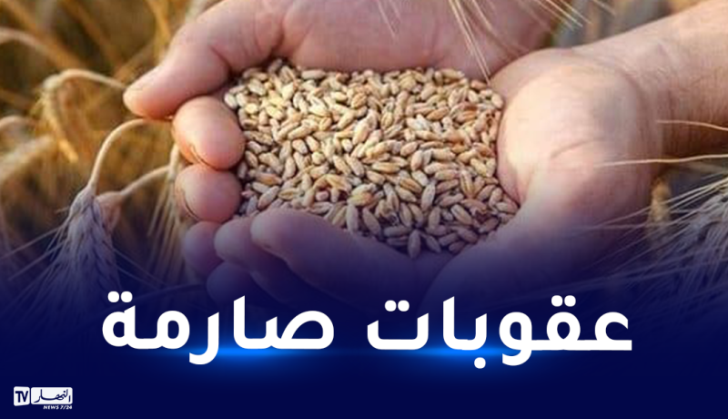 وزارة الفلاحة.. تغذية الحيوانات بالقمح ممنوع
