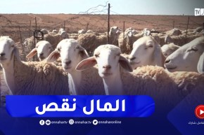 تيسمسيلت : الجفاف وإرتفاع التكاليف..سبب تراجع نشاط تربية المواشي