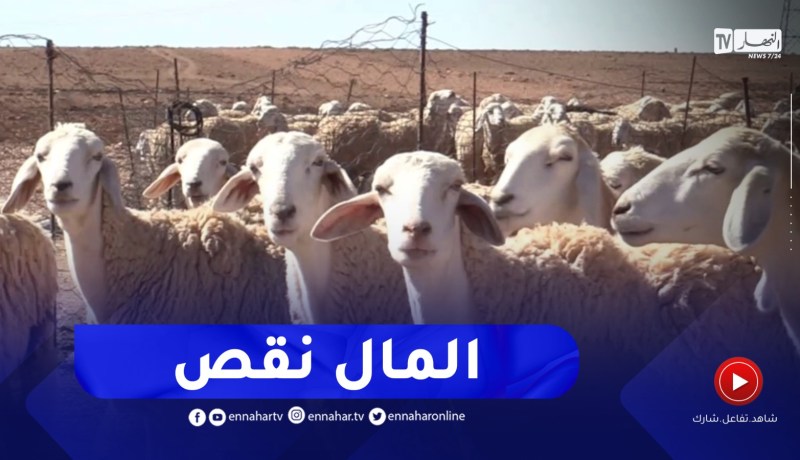 تيسمسيلت : الجفاف وإرتفاع التكاليف..سبب تراجع نشاط تربية المواشي