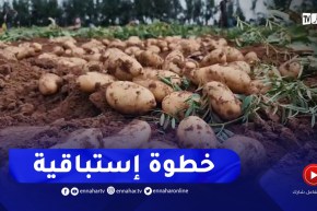 مستغانم : إنطلاق عملية الجني المبكر لمادة البطاطا تحسبا لشهر رمضان