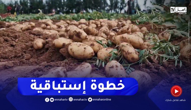مستغانم : إنطلاق عملية الجني المبكر لمادة البطاطا تحسبا لشهر رمضان