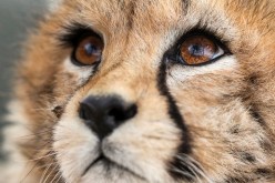 نفوق آخر أشبال الفهود الآسيوية في العالم