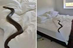 أسوأ كابوس.. أسترالي يعثر على ثعبان سام في سريره