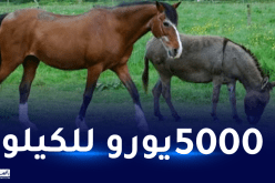 سيفاجئك.. هذا أغلى جبن في العالم!