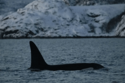 مجزرة بحرية خلال ساعتين.. حيتان أوركا تلتهم 17 قرشا