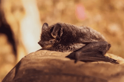 مخاوف من فيروس جديد شبيه بكورونا قد ينتقل للبشر