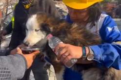 بالفيديو.. انتشال كلب على قيد الحياة بعد 23 يومًا من زلزال تركيا