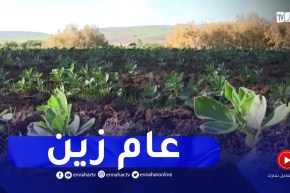 عين تموشنت : التساقطات المطرية الأخيرة تنقذ الموسم الفلاحي