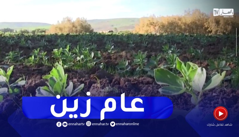 عين تموشنت : التساقطات المطرية الأخيرة تنقذ الموسم الفلاحي
