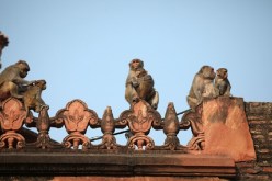 وفاة عجوز هاجمتها القرود في الهند