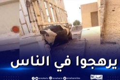 ‎محاولة تسويق بقرة ميتة في سكيكدة!