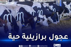 وصول أول شحنة من العجول الموجهة للذبح