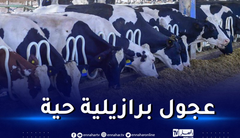 وصول أول شحنة من العجول الموجهة للذبح