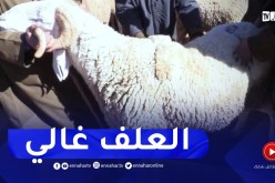 تيارت : أزمة أعلاف خانقة والموالون يطالبون بحصص الشعير