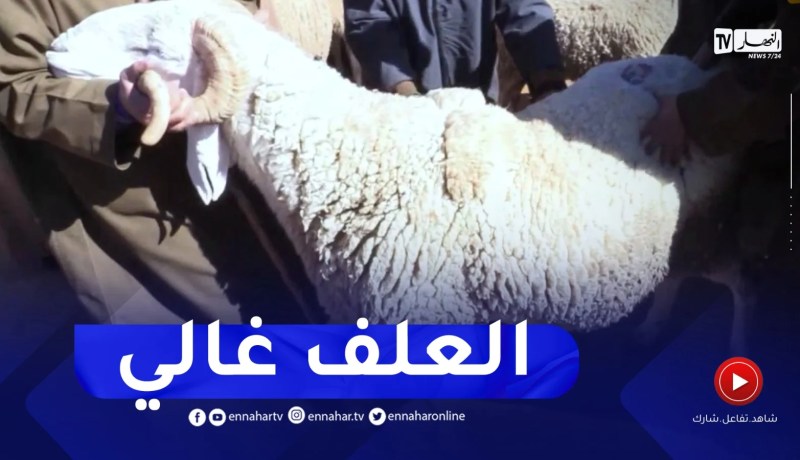 تيارت : أزمة أعلاف خانقة والموالون يطالبون بحصص الشعير