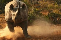 بالفيديو.. وحيد قرن يهاجم سياحا في الهند