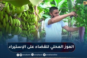 إنتاج الموز محليا.. هكذا يمكن وقف الإستيراد خلال خمس سنوات